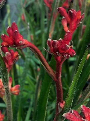 ANIGOZANTHOS Burgundy